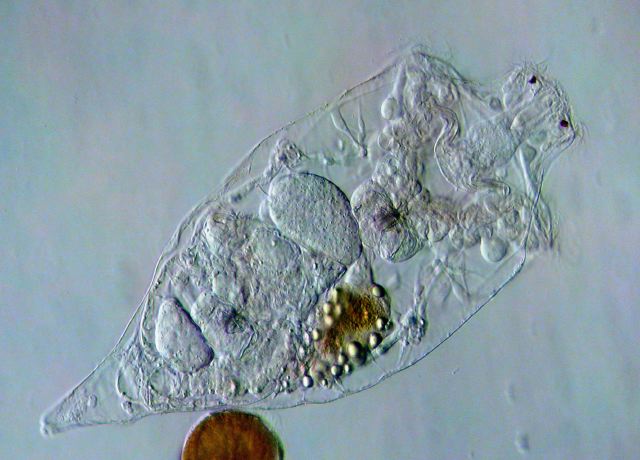 Leben im Teich das NasenRädertier Rhinoglena frontalis (Rotatoria